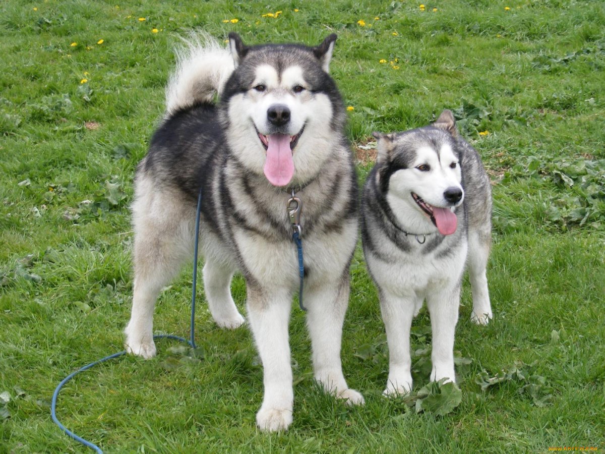 Алабай и хаски
