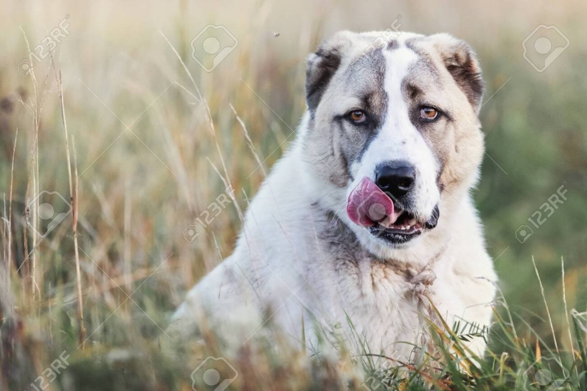 Алабай и хаски помесь щенок