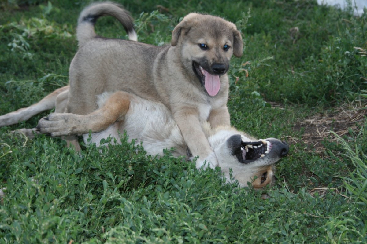 Метис хаски алабай