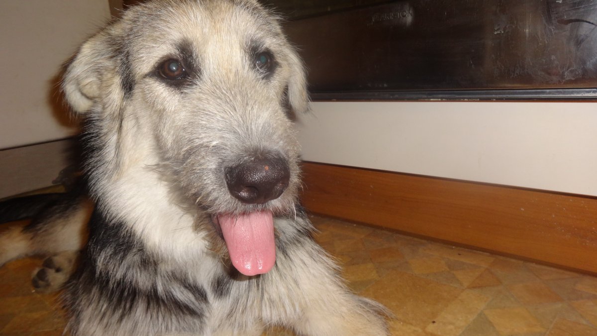 Маламут алабай метис