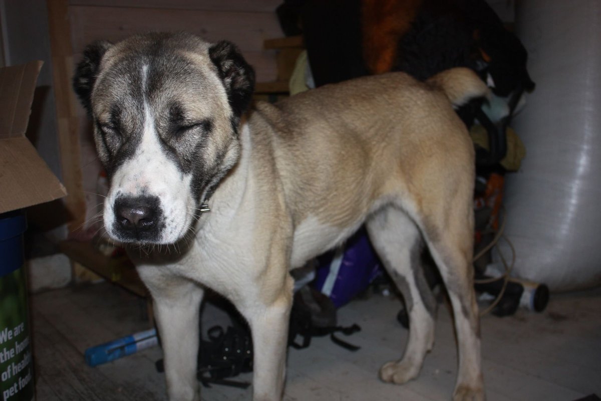 Метис питбуля и алабая