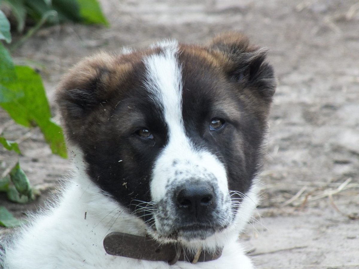Коричневый Хан алабай