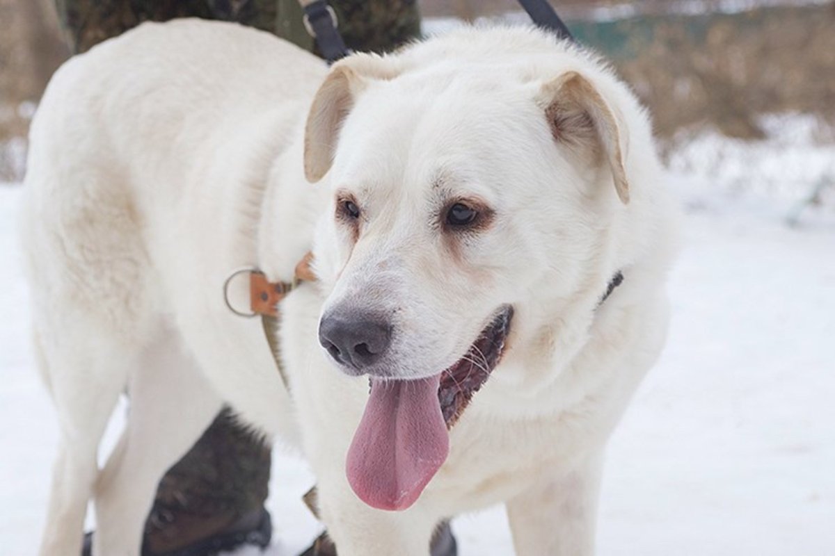 Метис хаски алабай