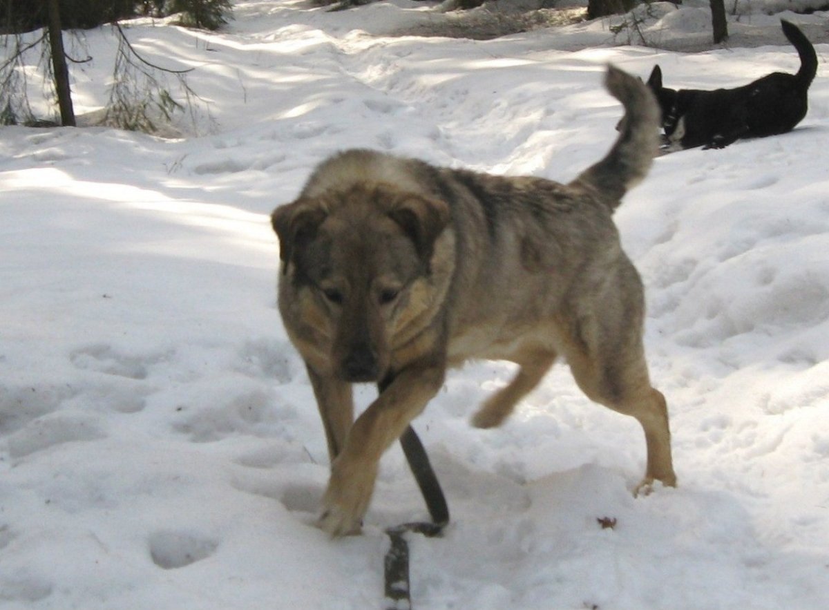Помесь алабая и дворняги