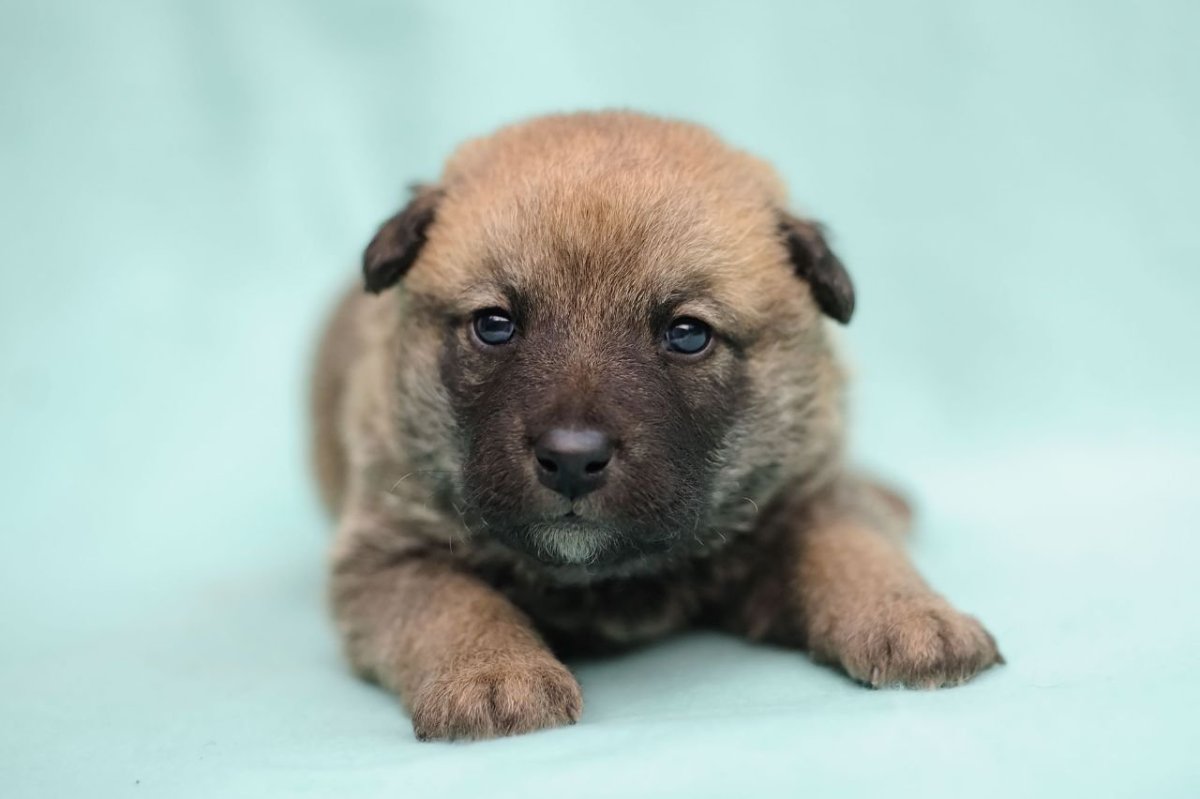 Щенки метисы мелких