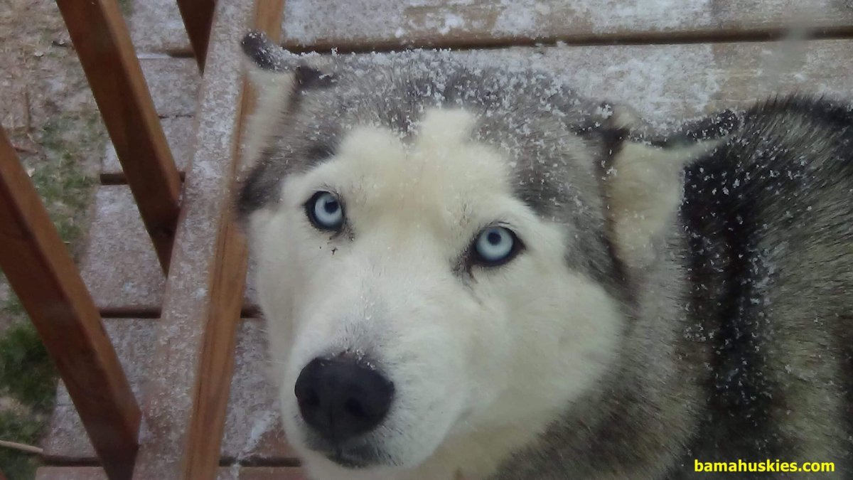 Хаски разноглазые фото