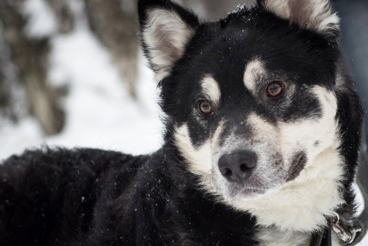 Среднеазиатская овчарка Аборигенная