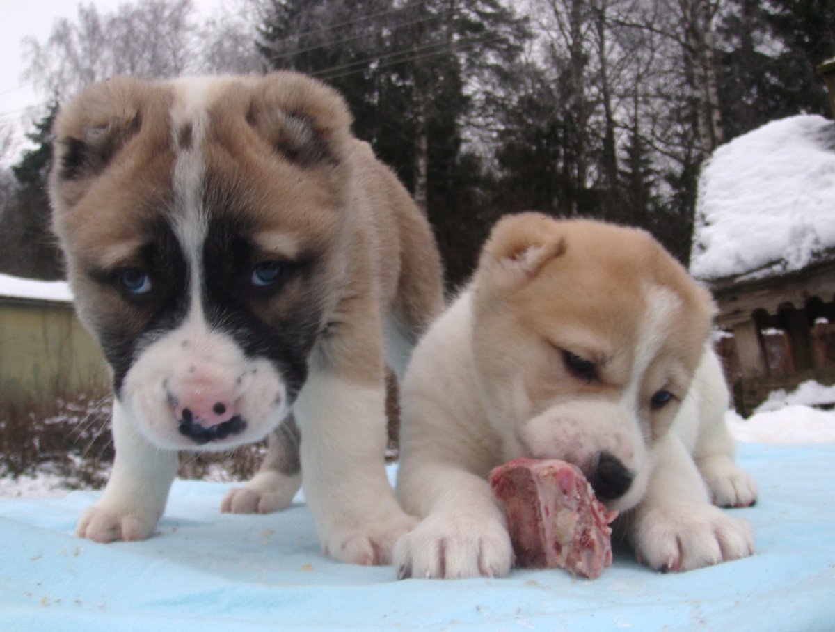 Метис шарпея и хаски