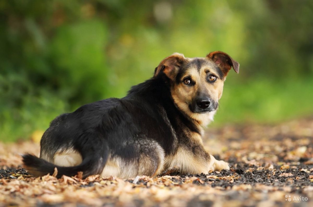 Метисы животных