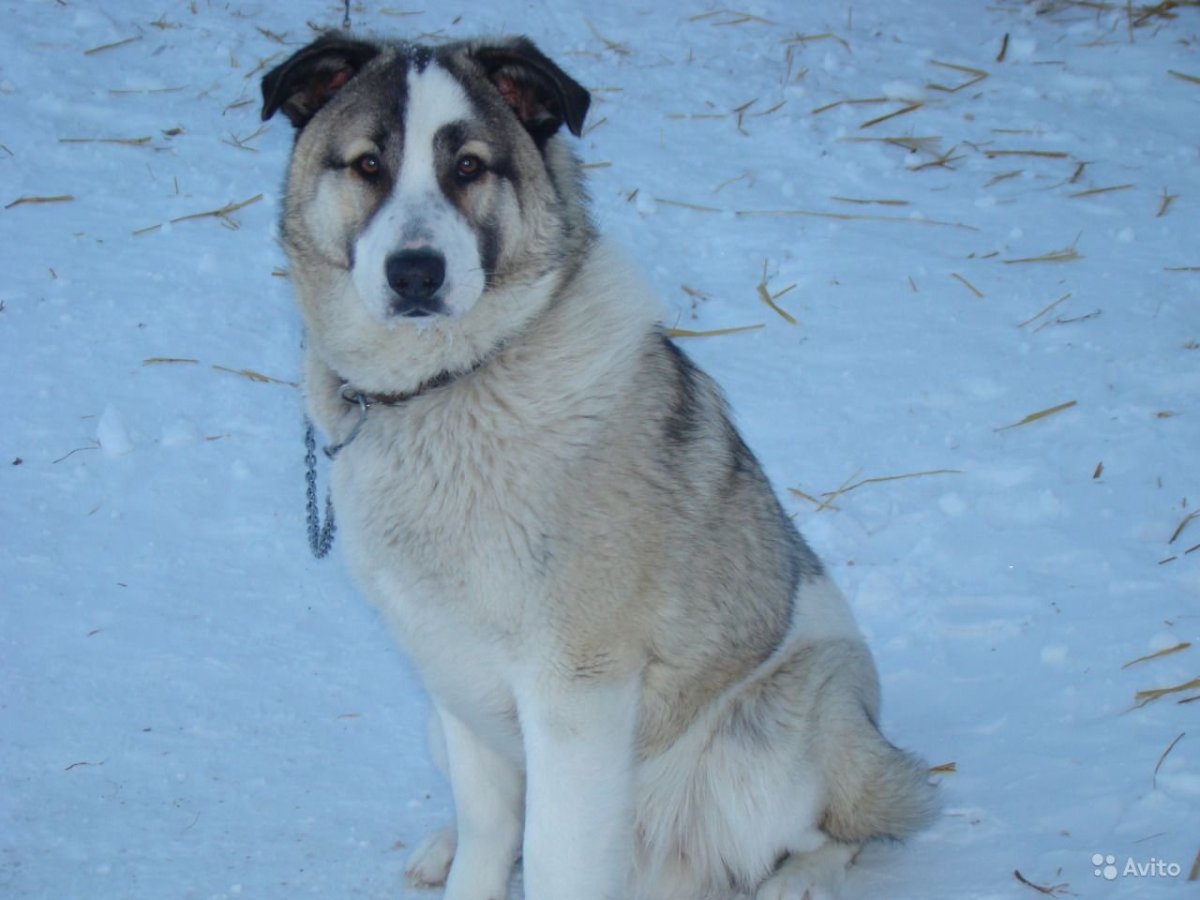 Маламут алабай метис