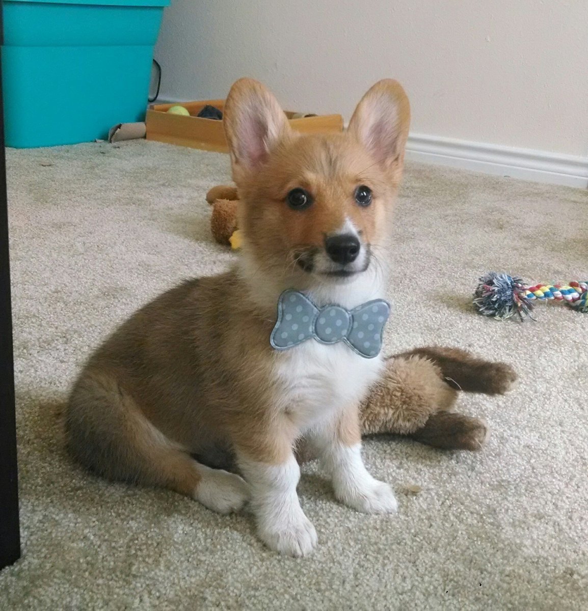 Метис вельш корги