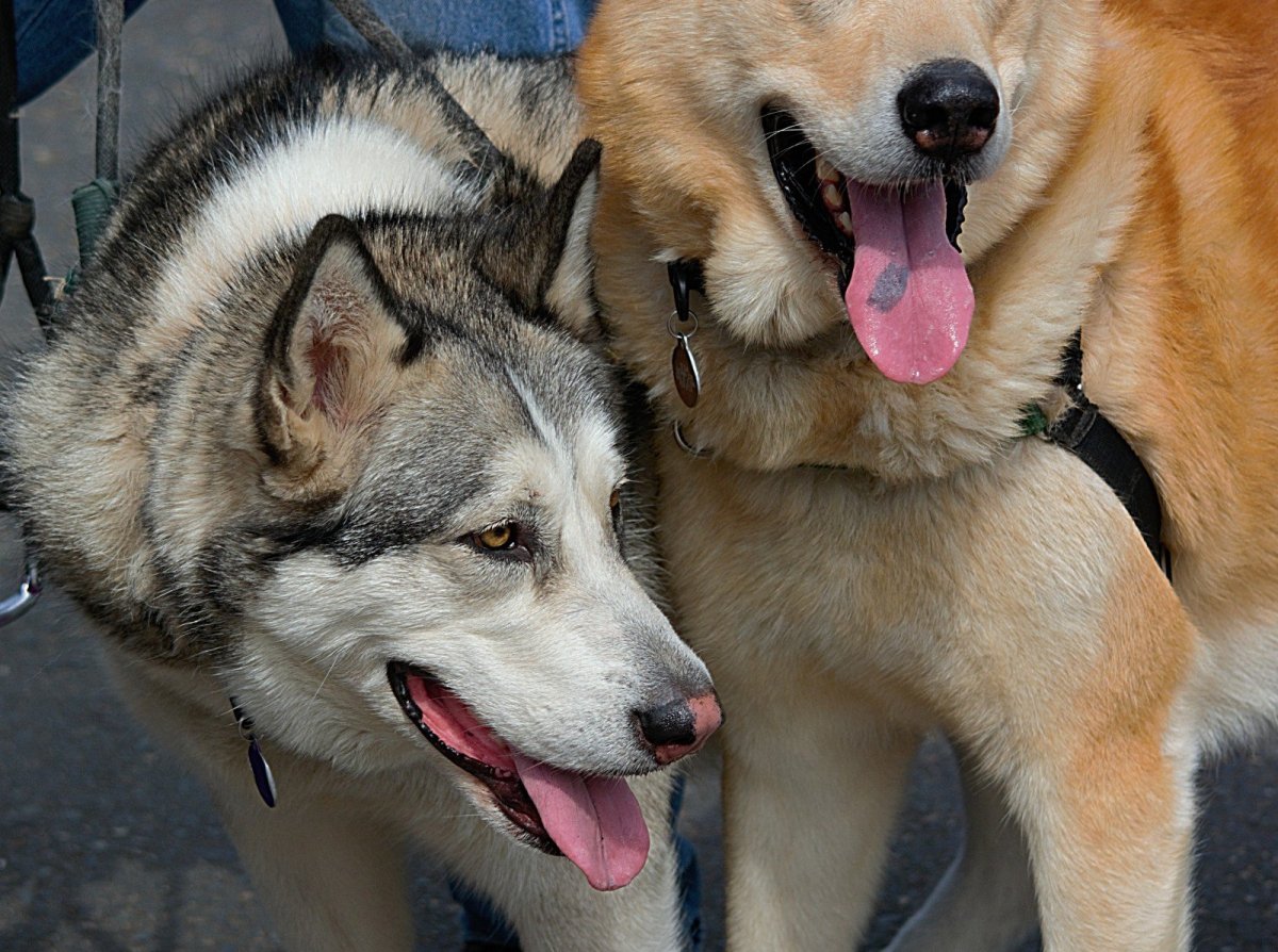 Хаски и овчарка и волк