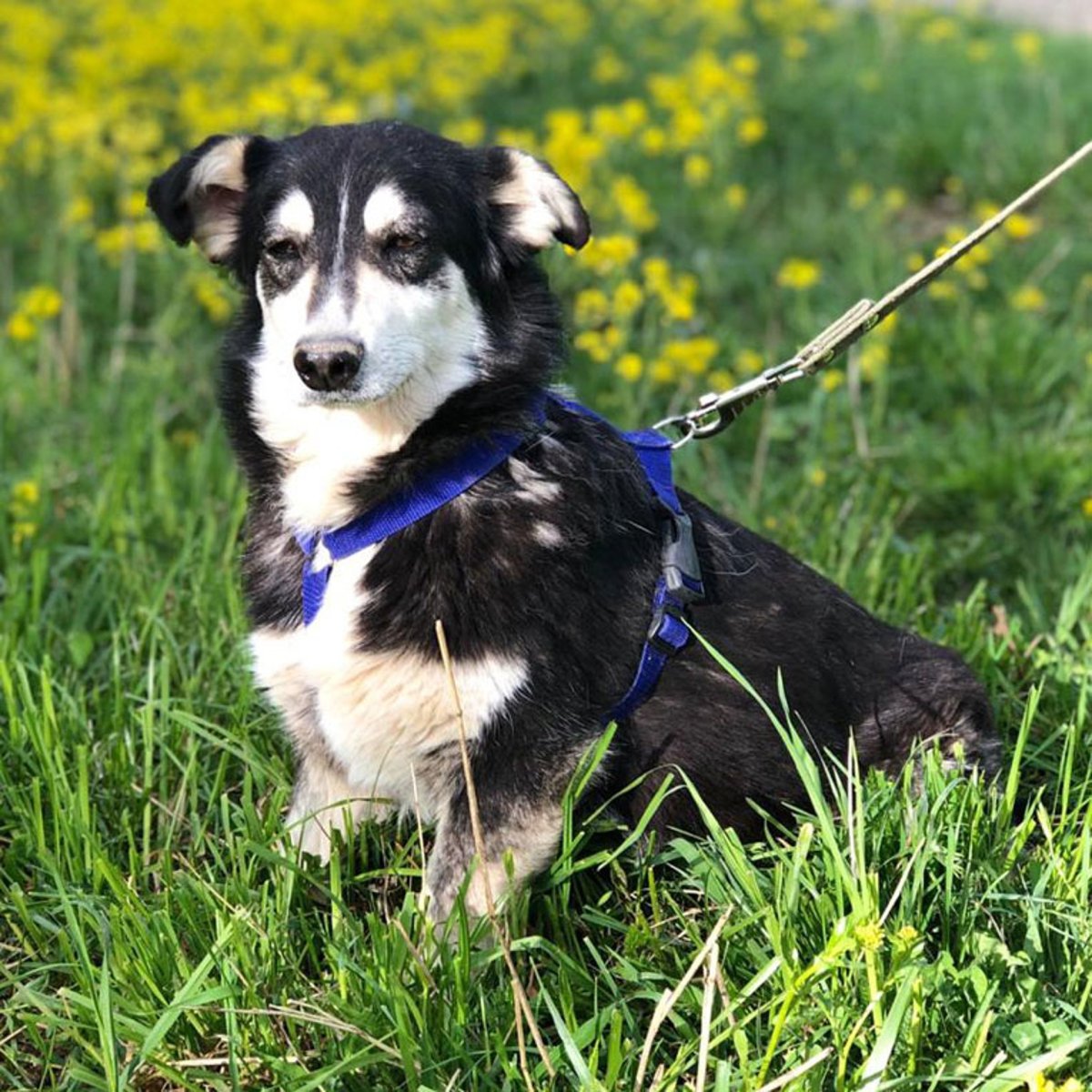 Метис Кай Лео собака