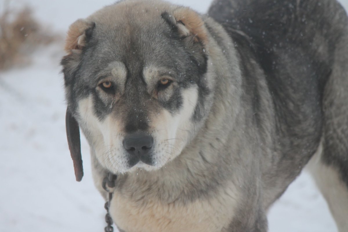 Среднеазиатская овчарка с лайкой