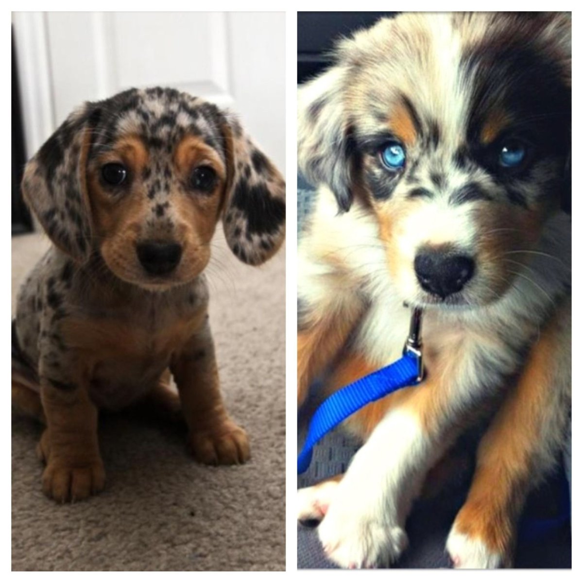 Метис хаски и таксы