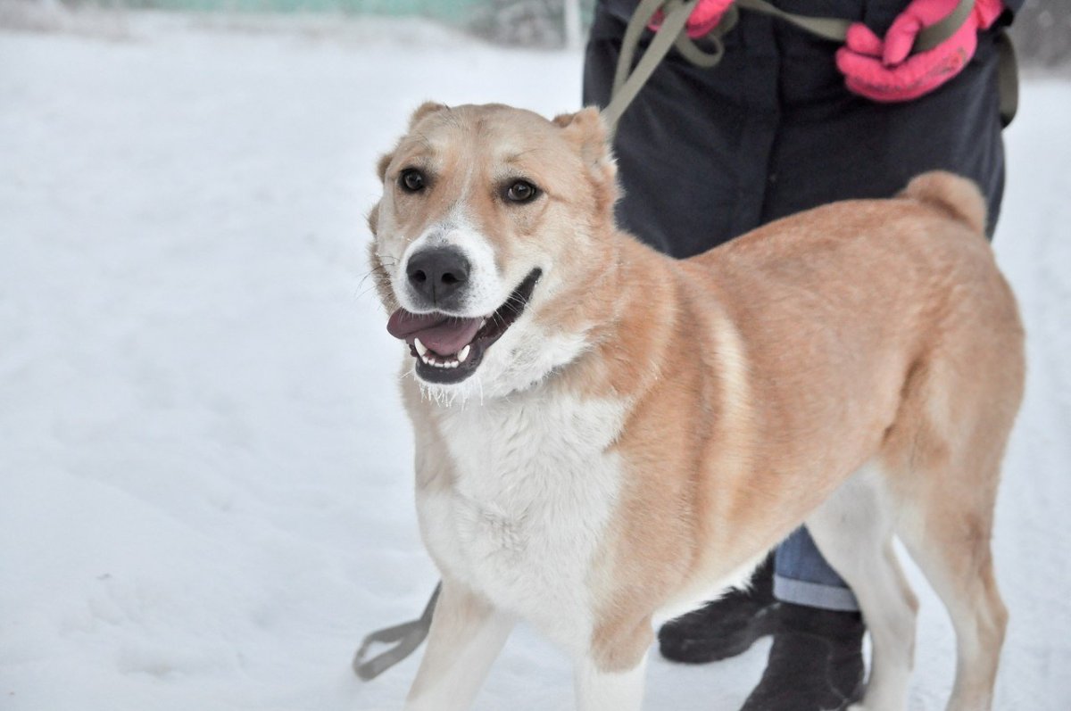 Метис алабая и лайки