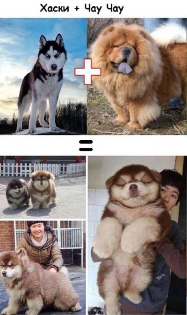 Помесь хаски и чау-чау