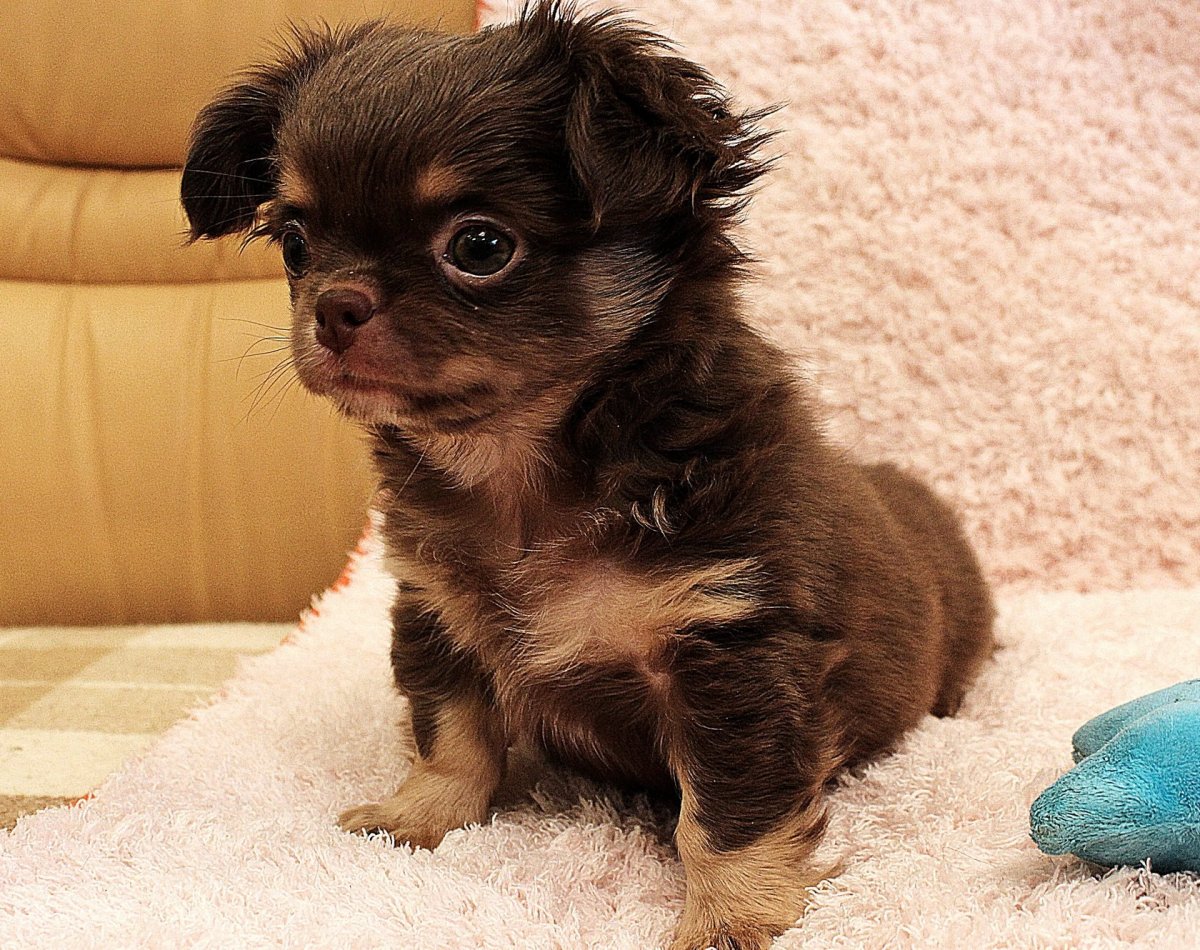 Щенки маленьких пород питомнике