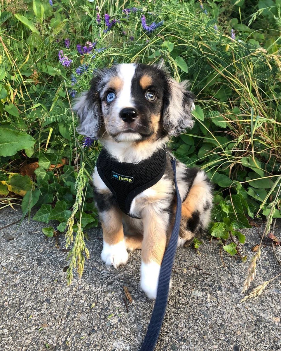 Спаниель + австралийская овчарка