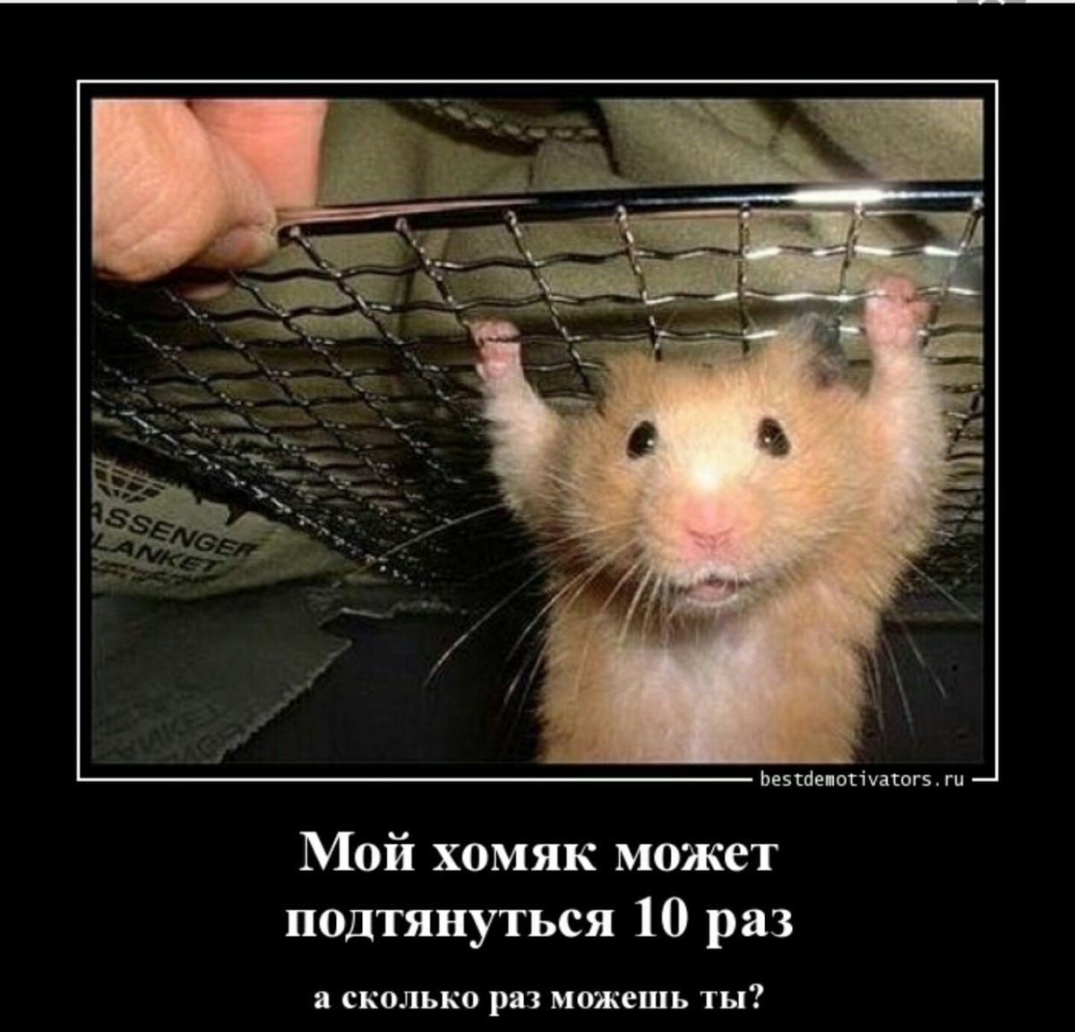 Хомячки юмор