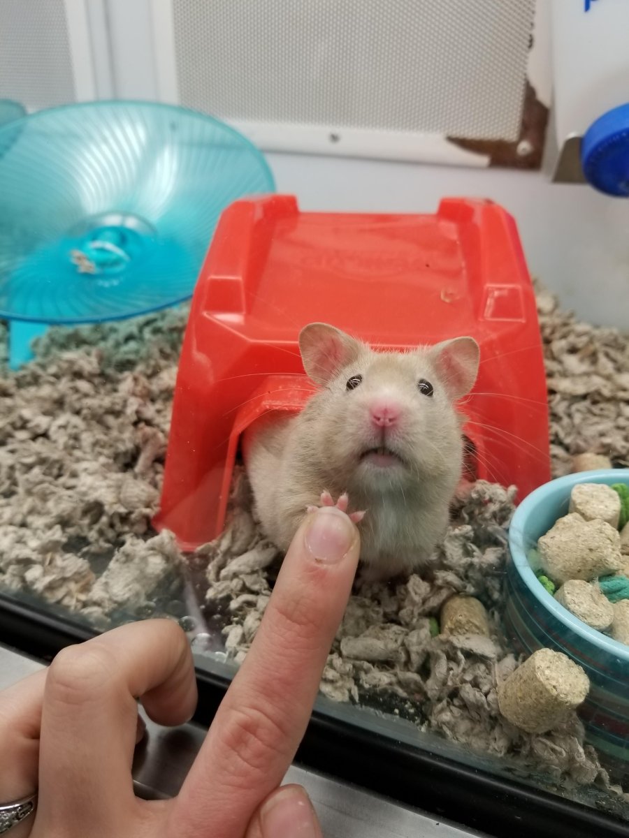 Прикольный хомяк