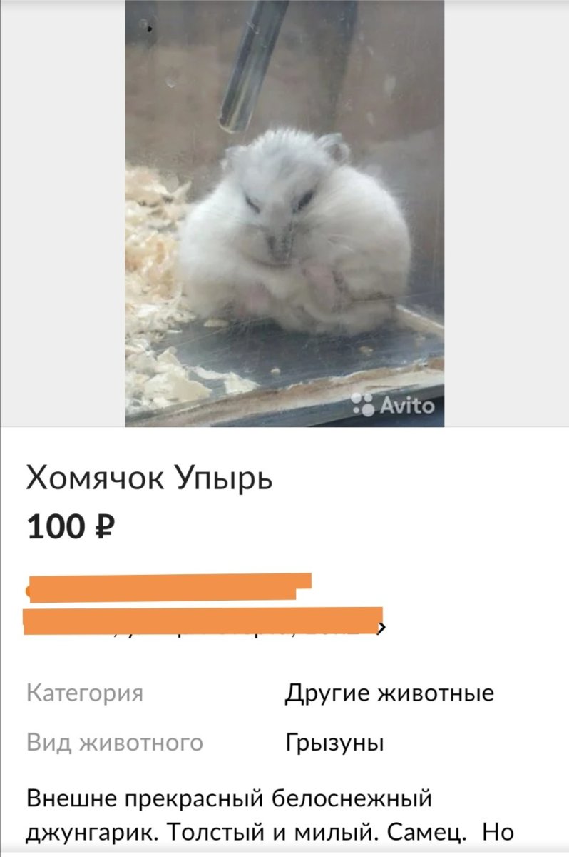 Объявление о продаже хомяка
