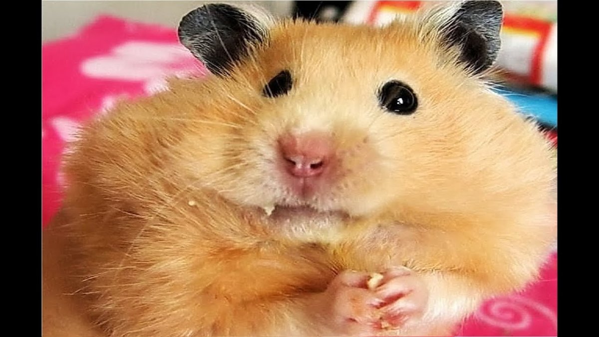 Прикольный хомяк