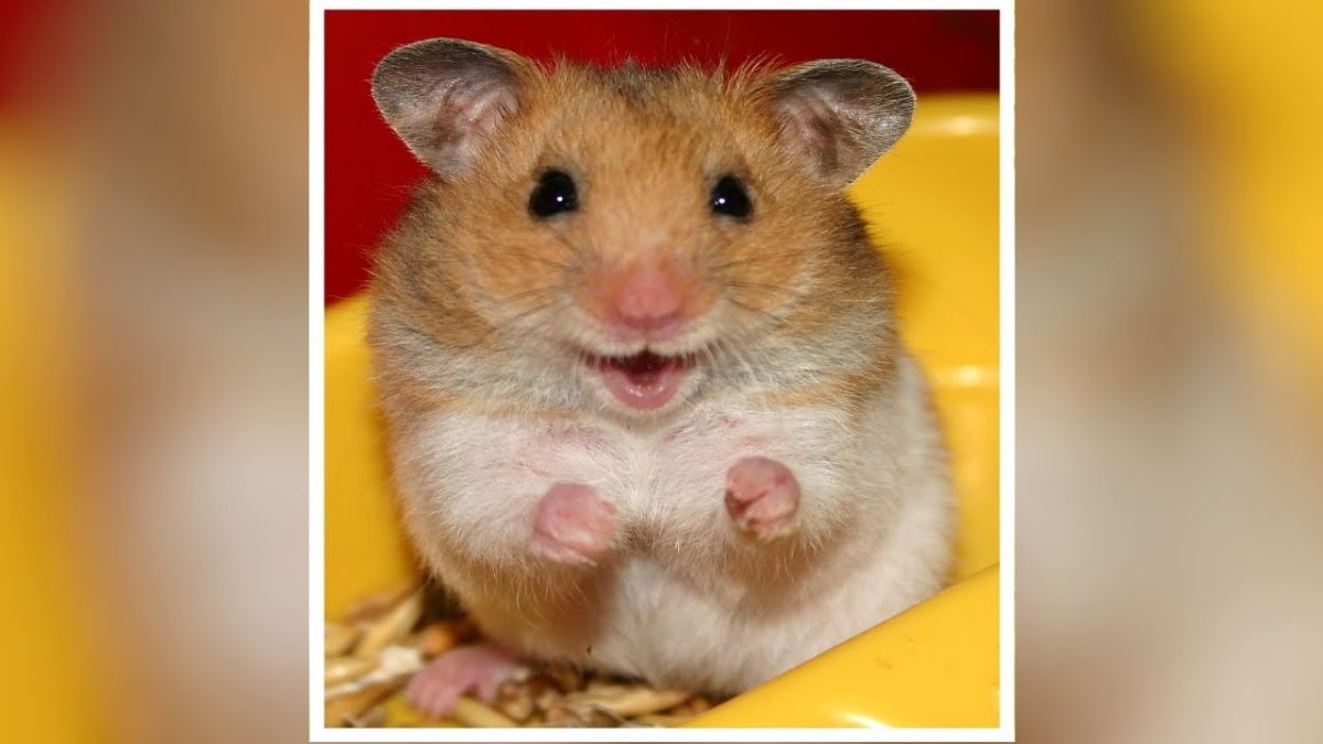 Спасибо за внимание хомяк