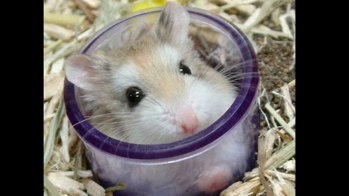 Страдающий хомяк