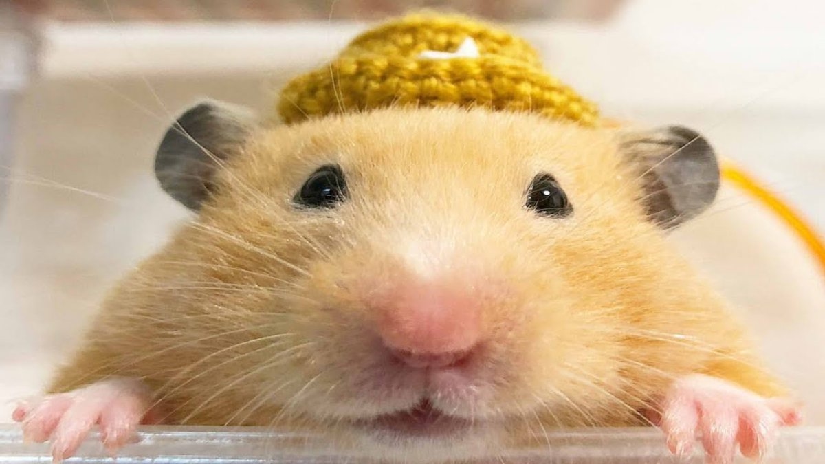 Хомяки видео