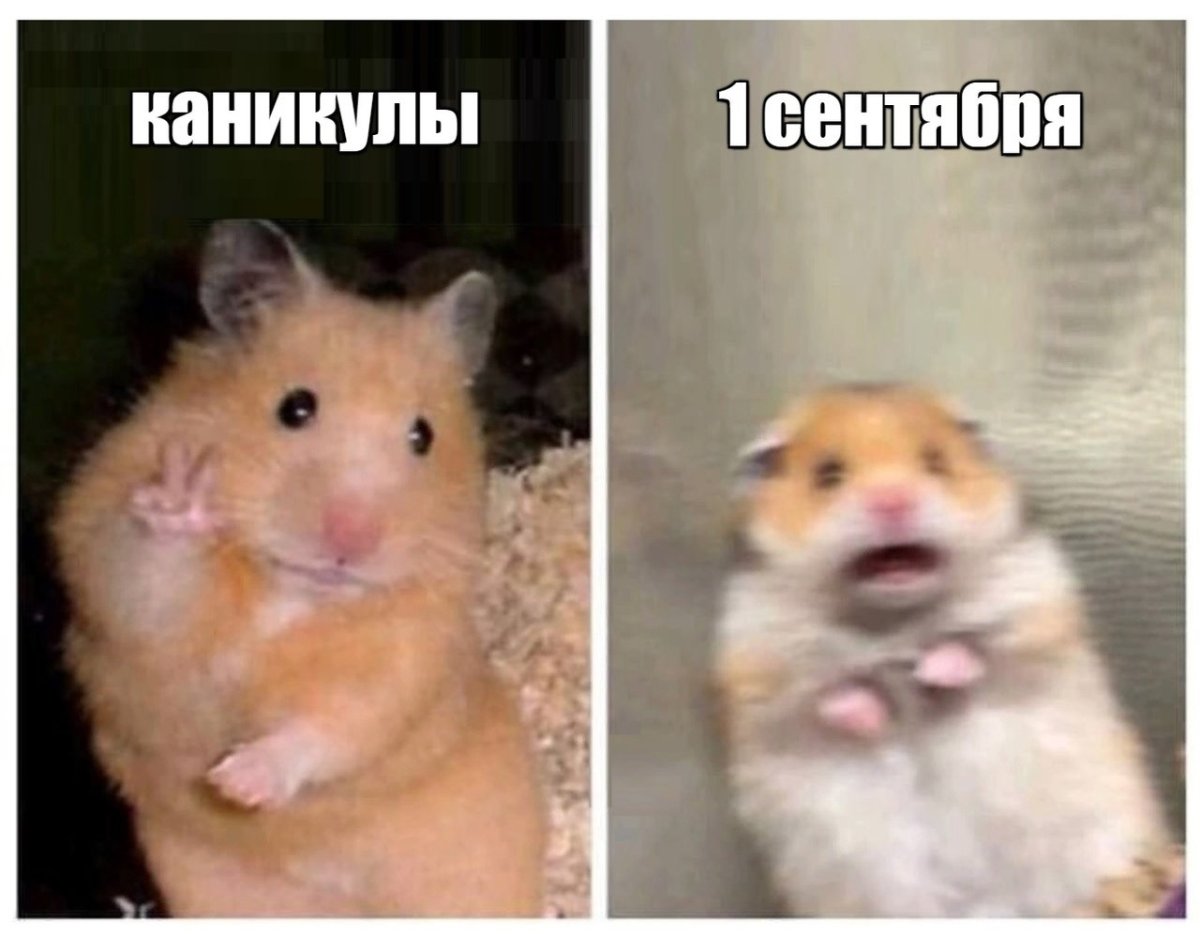 Испуганный хомяк