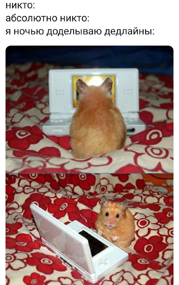 Приколы про хомяков