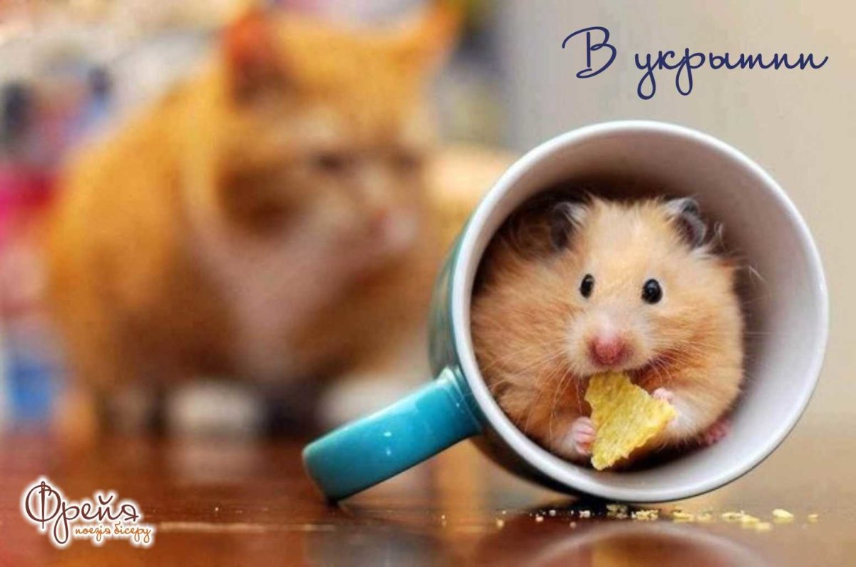 Печенье хомячки