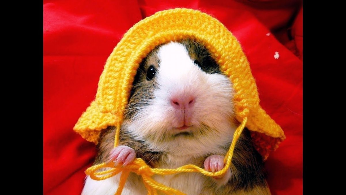 Смешные хомячки