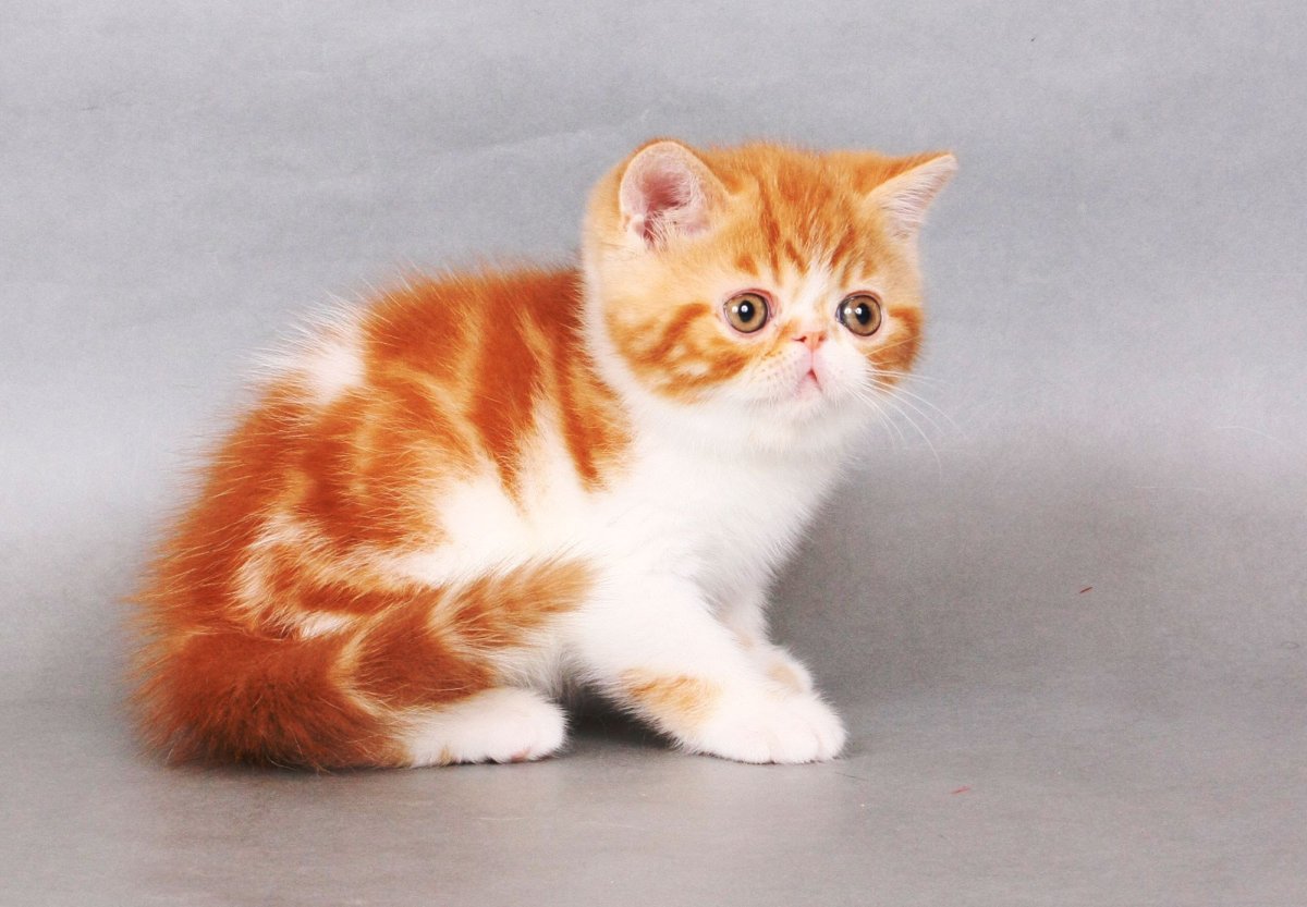 Мейн кун рыжий