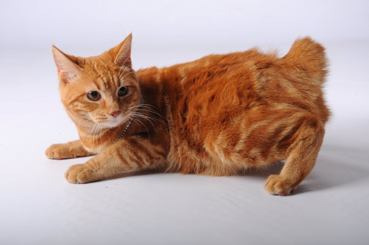 Очень рыжий короткошерстный кот