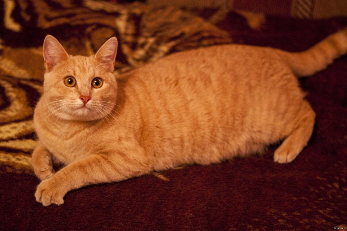 Европейская короткошерстная табби рыжий