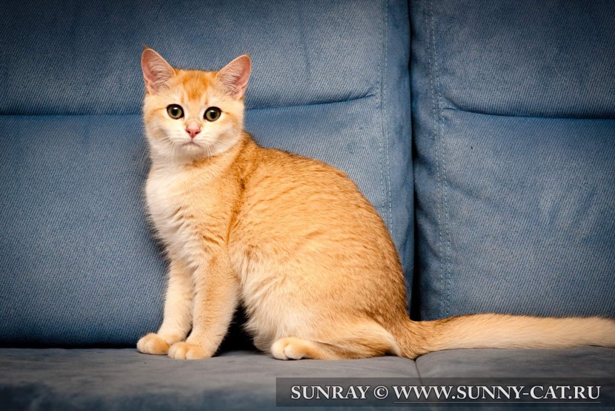 Европейский короткошерстный кот рыжий