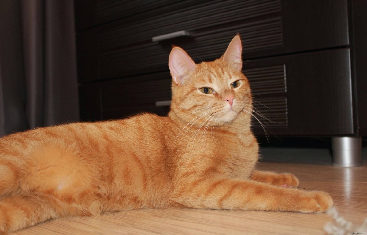 Европейская короткошерстная кошка рыжая