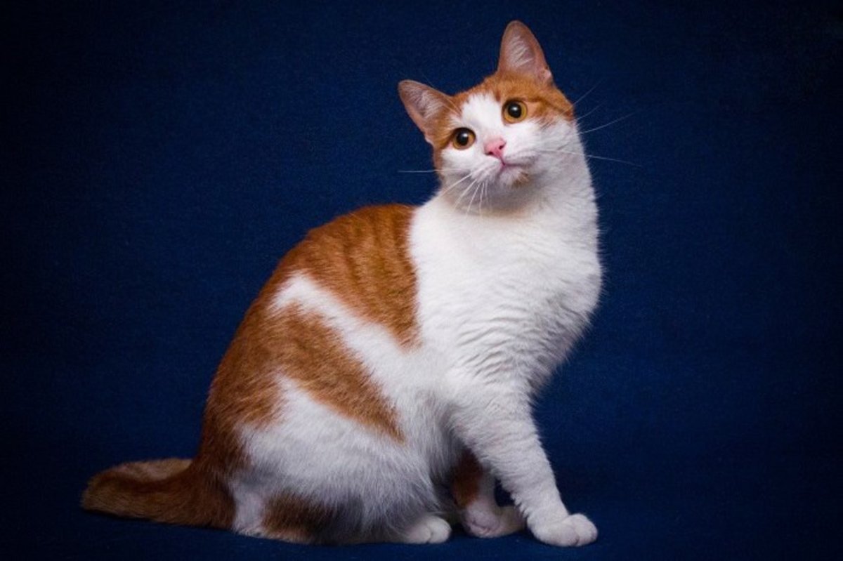 Экзот красный табби