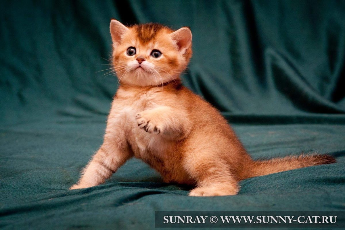 Бенгальская короткошерстная кошка рыжая