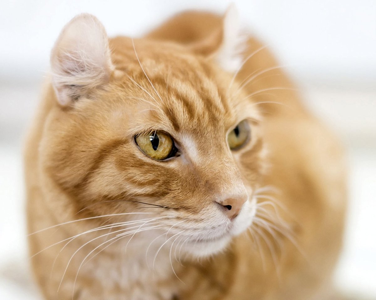 Европейский короткошерстный кот рыжий