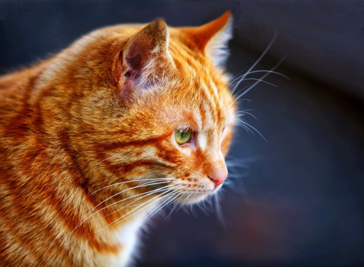 Бенгальская короткошерстная кошка рыжая