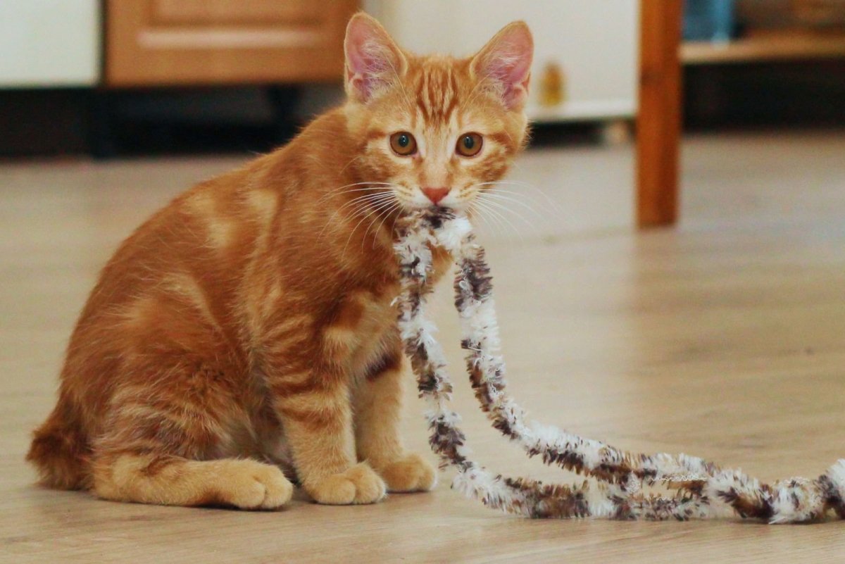 Шотландская Хосико