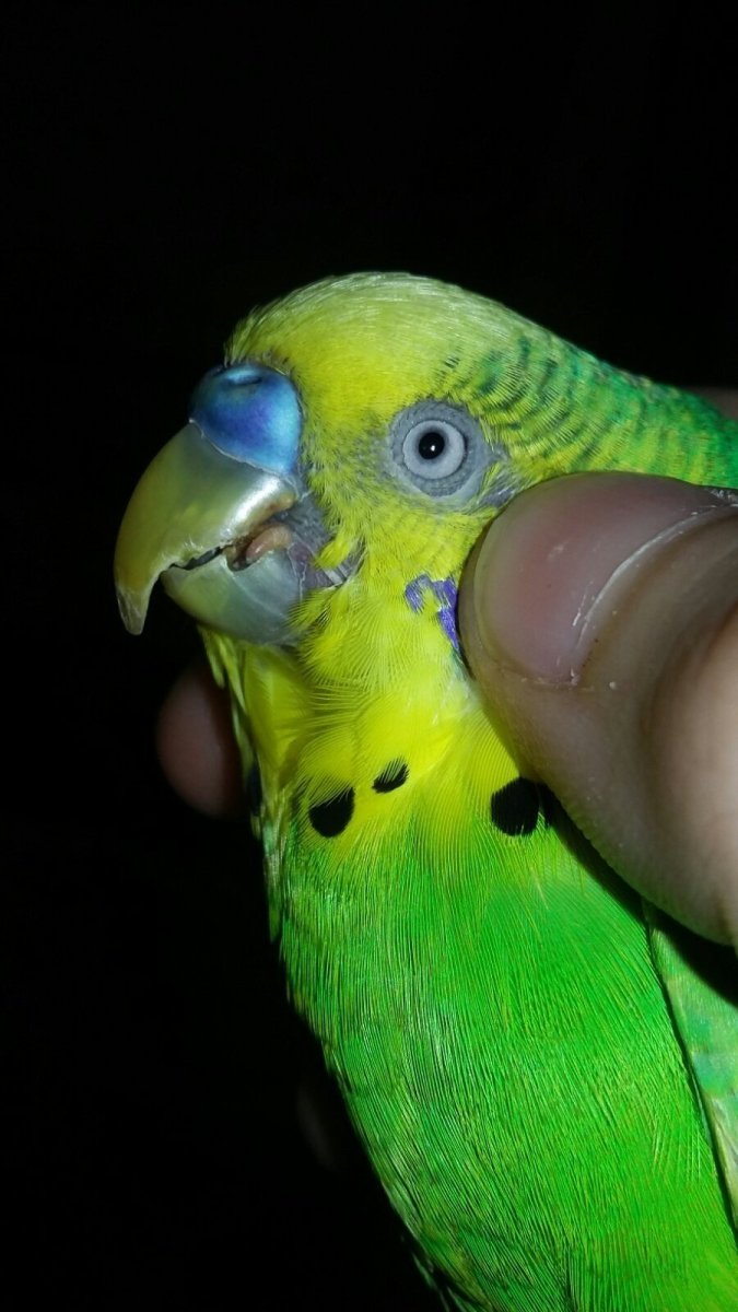 Здоровый клюв попугая