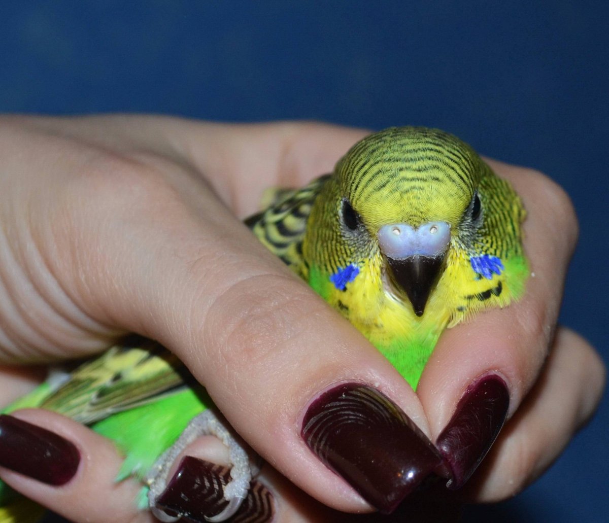 Восковица птенчиков мальчиков волнистого попугая