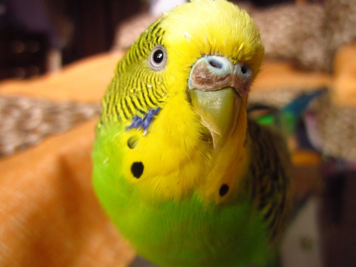 Слоится клюв у волнистого попугая