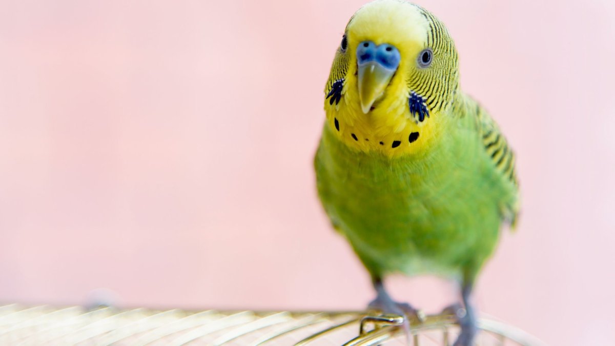 30 Дневный волнистый попугай