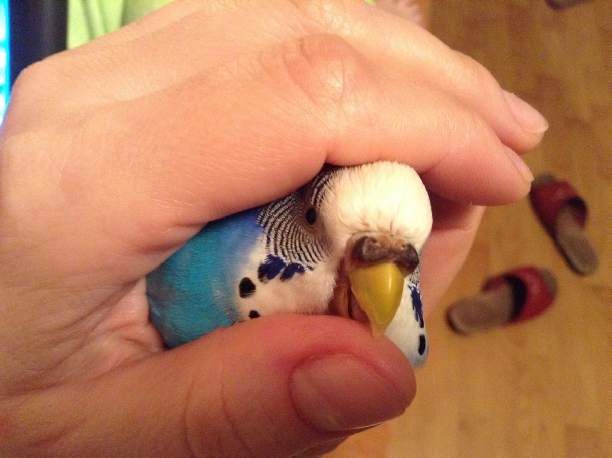 Наросты восковицы волнистого попугая