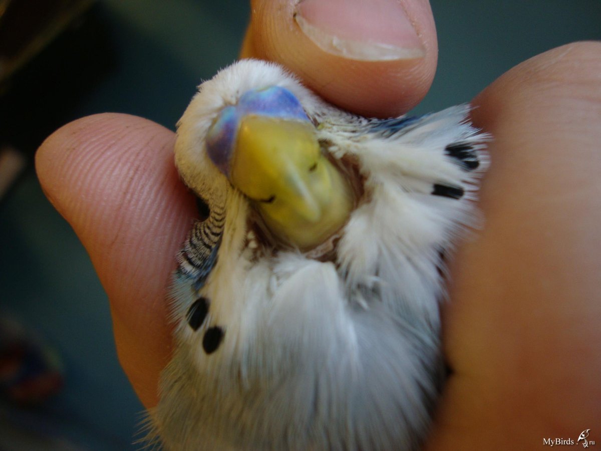 У самки волнистого попугая белая восковица